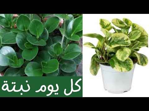 فيديو: أنواع وزراعة بيبروميا الطموحة (Peperomia)