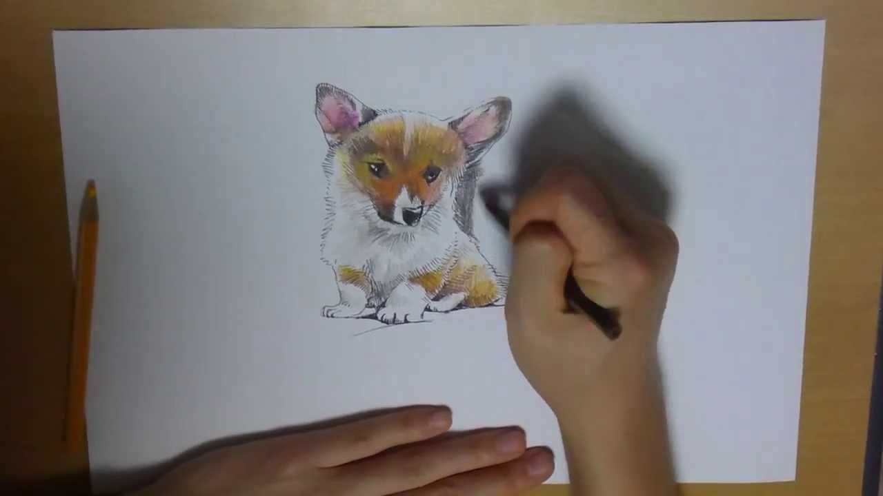  Drawing a Dog Puppy Welsh Corgi from Scratch with Color Pencils 