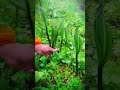 easy ways to get wild vegetables that can be obtained in the rainy season #shorts