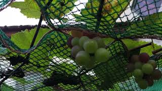 Yung ubas natin masipag ma munga malapit na ulit mahinog.