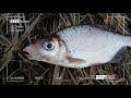 Мормышинг. Рыбное ассорти на ультралегкие мормышки и одноухие монтажи