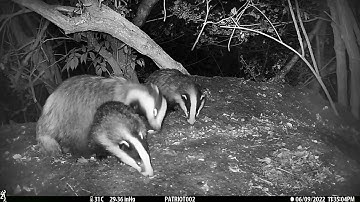 New Forest Explorers Guide - Badgers: a sow grooms one of her cubs