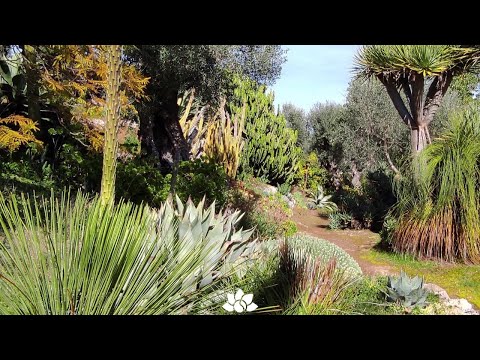 Video: Varietà comuni di Dasylirion - Impara come coltivare piante di Sotol in giardino