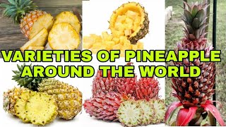 VARIETIES OF PINEAPPLE AROUND THE WORLD || #Pineapple #IndayLynne