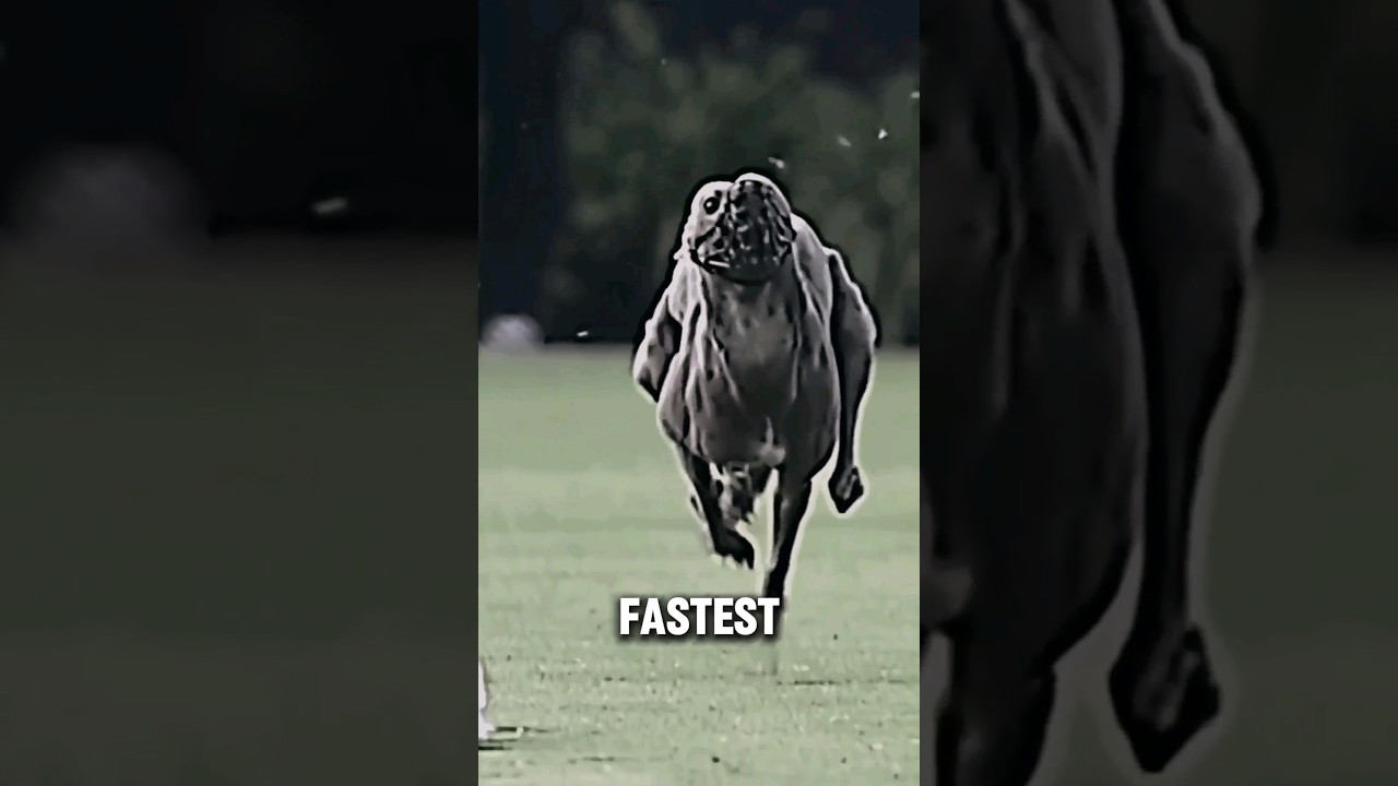 Fastest Reflexes on Earth.