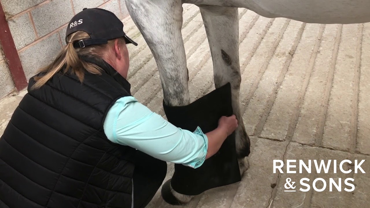 HOW TO KEEP A GREY HORSE CLEAN THE NIGHT BEFORE A SHOW YouTube