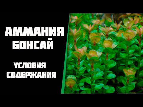 Vidéo: Ammania