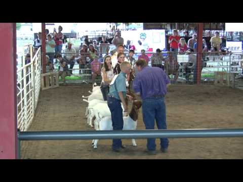 Sr. Round Robin; Meat Goats and Beef Cattle - 2010...