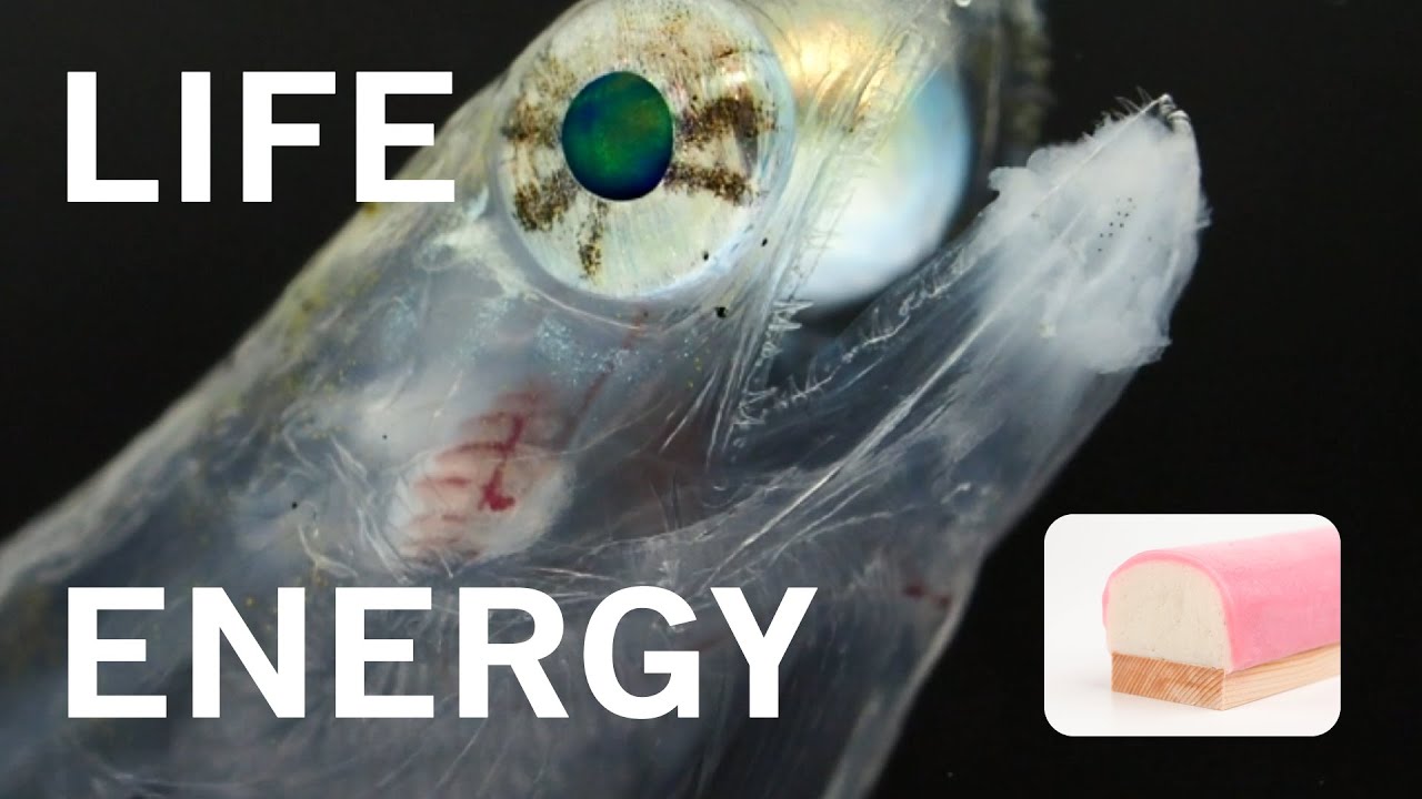 ポケットかまぼこ博物館 かまぼこテレビ 001 かまぼこエソを語る Youtube