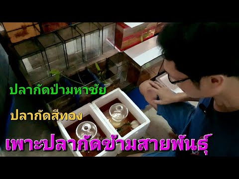 เพาะปลากัดข้ามสายพันธุ์ปลากัดป่ากับปลากัดสีทองจะได้ไข่ไหม?