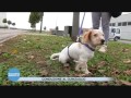 Conduzione cane guinzaglio Conduzione cane guinzaglio
