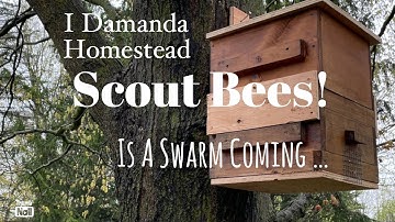 Scout Honey Bees around my Bait Hives! Is a Swarm Coming?