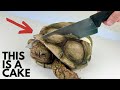 You can eat this adorable tortoise 