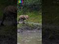 interesting and funny animal video #animallife #animals #wildlifeentertainment