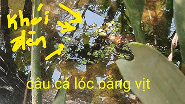 #câu vịt # câu cá lóc bằng vịt | gặp bầy khói đèn | Phương fishing , hunting trap tập 11