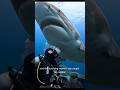 tiger shark encounter #wildlife