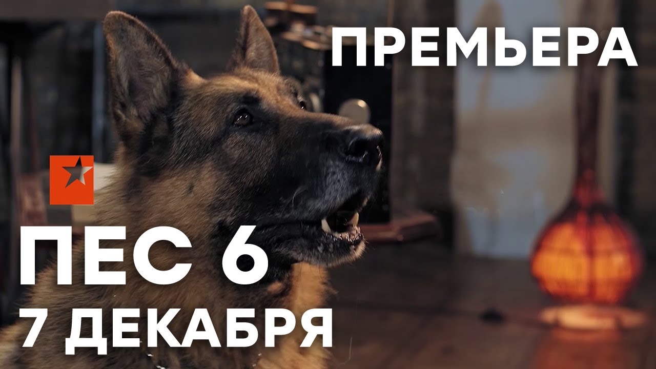 Сериал Пес Фото Сериал Пес Фото