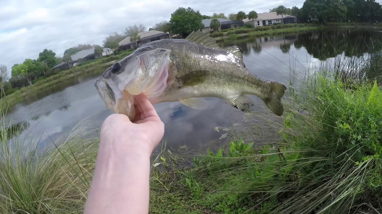 Bass fishing with the Googan thicc jig(Big bass)