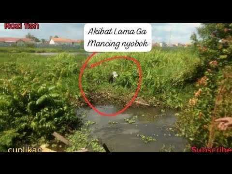 Lama Gak Mancing Nyobok.Sakali nyobok 🤣