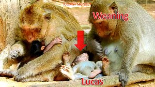 Leyla reject milk her baby Lucas, Why mom always weaning her poor baby,Tourist Monkey 4281