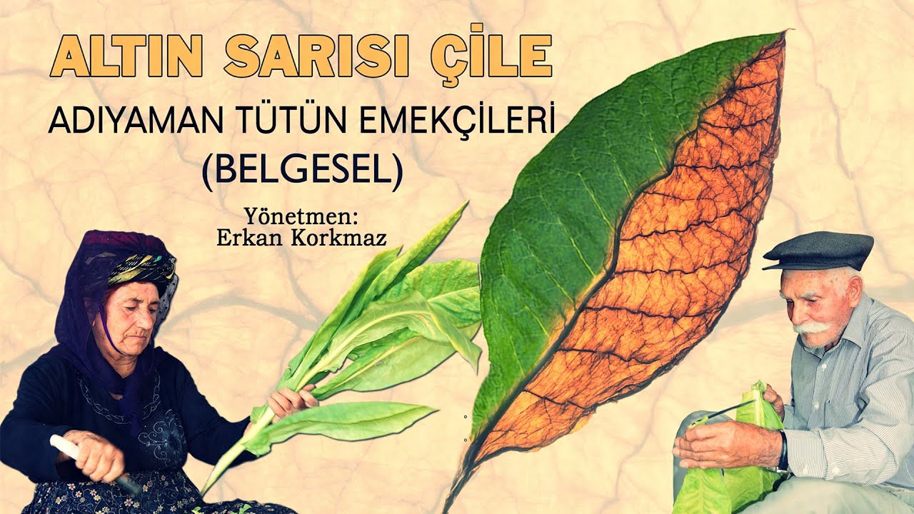 Altın Sarısı Çile - Belgesel  (Adıyaman Tütün Belgeseli)