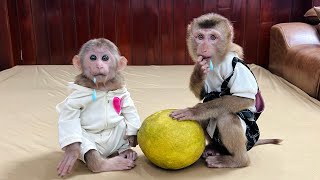 Uncle Tuans Gift Made Monkey Tina And Xuka Drool With Anticipation To Taste It.