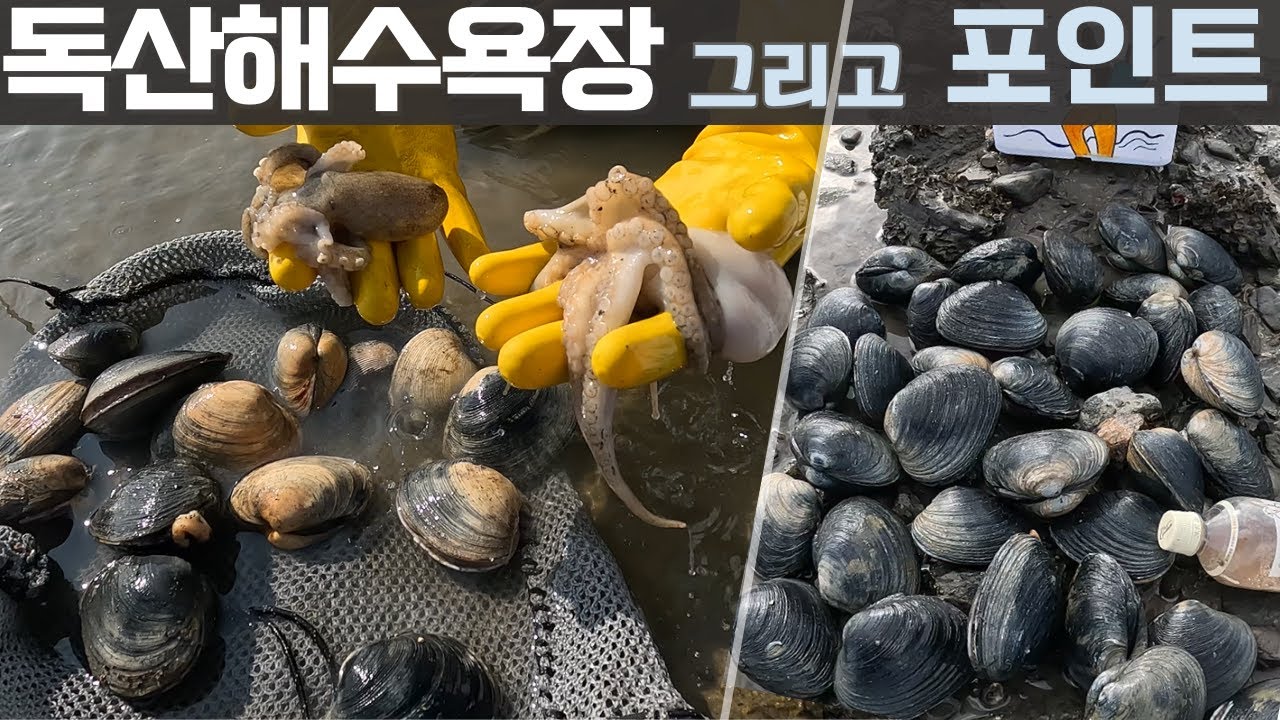 해루질 운동장 독산해수욕장 + 아직은 숨어있는 포인트 개조개 다녀왔네요..#개조개 #해루질
