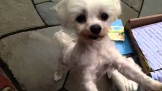 BarkBox Unboxing