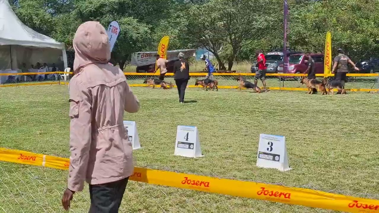 Kiwi of Kabras Kennels. Best Puppy in Show at East Africa Kennel Club Show on 16-2-2025, Nairobi.