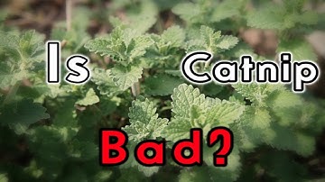 Is Catnip Bad? What You Need To Know About Catnip