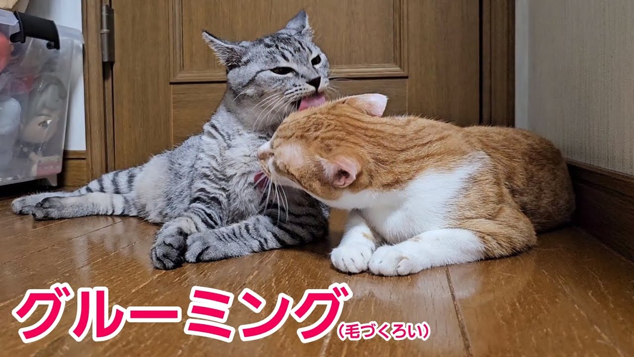グルーミングしてるテテ君とココちゃん（2023/07/30）