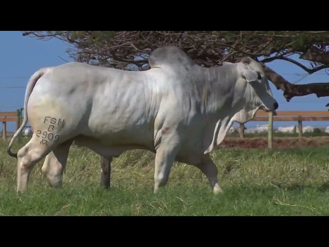 Lote 36