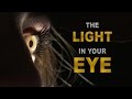 The Light in Your Eye: A Deep Dive Into the Art of the Catch Light