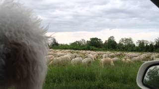 Benji Vs. Sheep