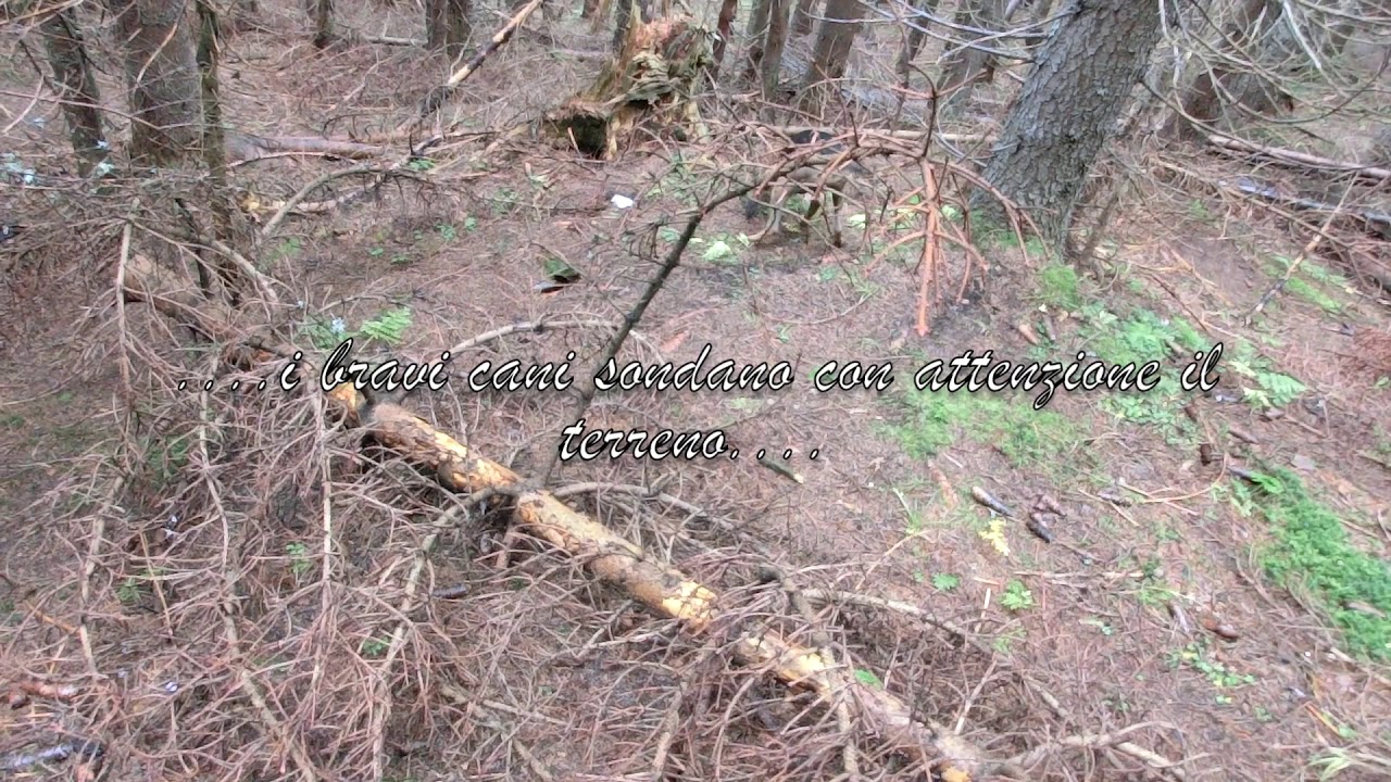 Passione segugio - Caccia alla Lepre Bianca con Tell e Zeno 1