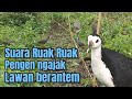 Suara panggil ruak ruak ngajak berantem // full respon untuk pancongan // bird trap