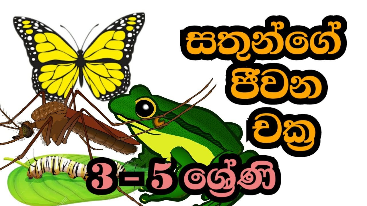 Animal's Life Circles | සතුන්ගේ ජීවන චක්‍ර | සමනලයා | ගෙම්බා | මදුරුවා