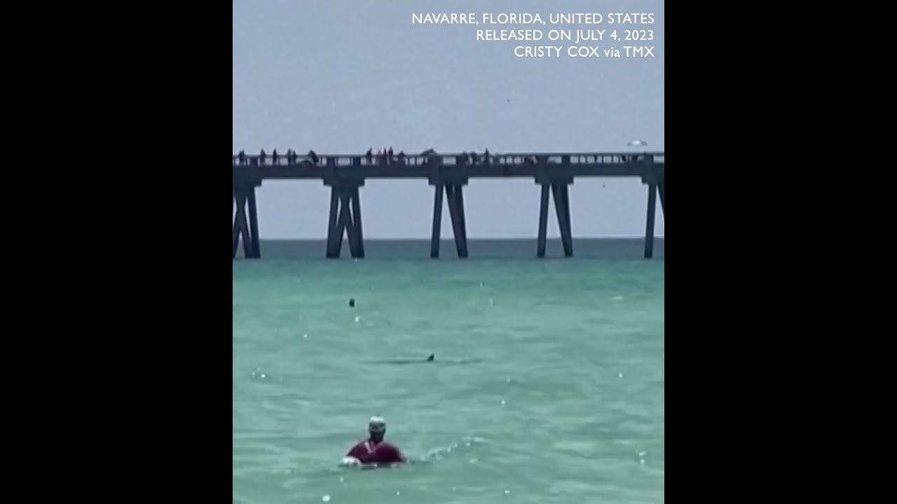 Shark surprises holiday swimmers at Florida beach