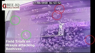 HyfeGate - Internal entrance to combat wasps and robbers