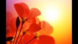 Peaceful Music, Relaxing Music, Instrumental Music 'Reflections of Light' by Tim Janis