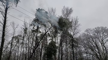 Icy tree arcing power lines
