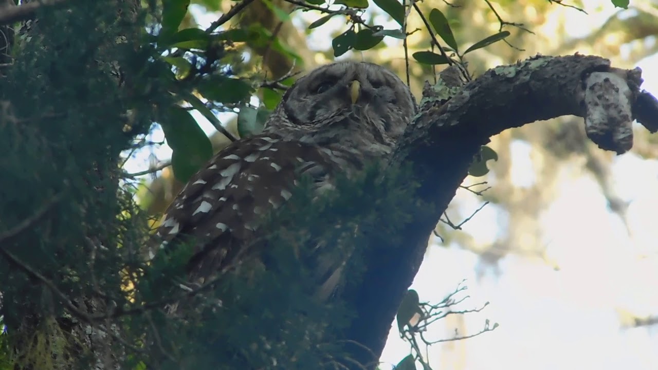Barred Owl calling her mate. YouTube