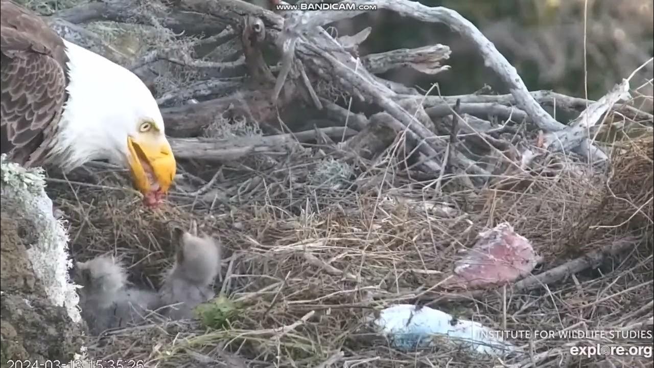 West End Bald Eagle Catalina USA - Akecheta karmi maluszki 🐥🐥🐥 2024 03
