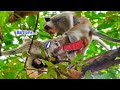 Hard life of baby monkey that mother and father always make love due to wanting one more baby 05
