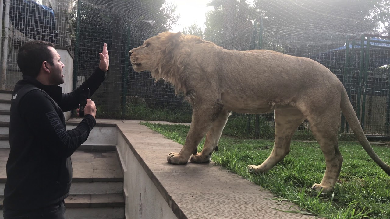 Lovey Dovey And His Branch...