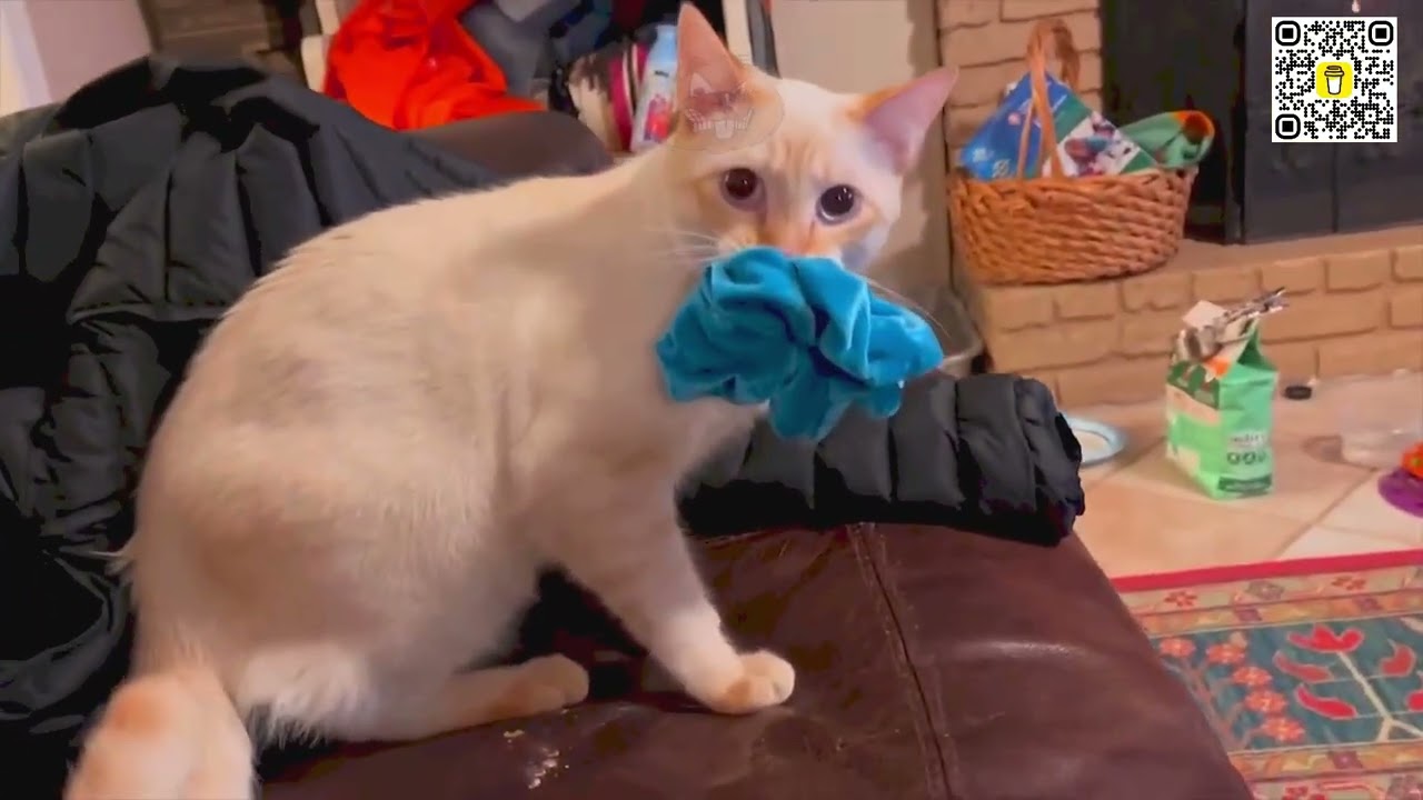 30 МИНУТ 😭😂 СМЕШНЫЕ КОШАЧЬИ ФЭЙЛЫ — это слишком! 🤣😂 Смешные видео с кошками