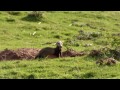 Rabbit hunting with ferrets  shooting rabbits in scotland  ultimate hunting