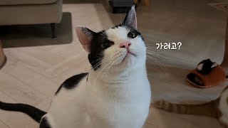 집사를 진짜 아빠라고 생각하는 고양이를 혼자 두고 가려고 하면 벌어지는 일   What Happens When You Try to Leave Your Cat Alone