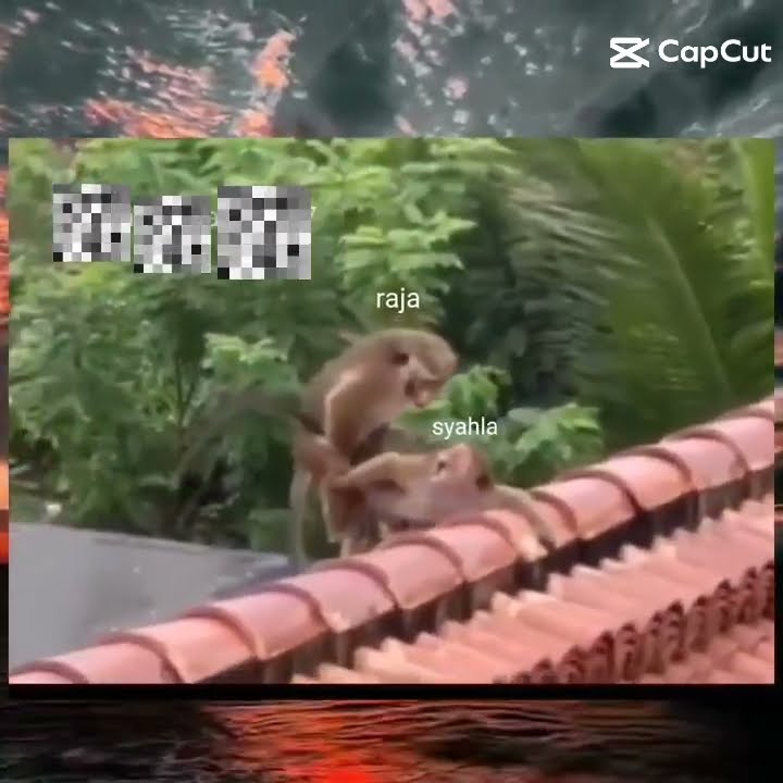 monyet ngocok