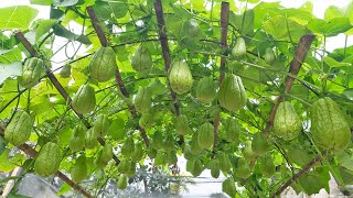 Lots of fruit - Tips for using fertilizer from fish for chayote - Grow chayote in plastic containers